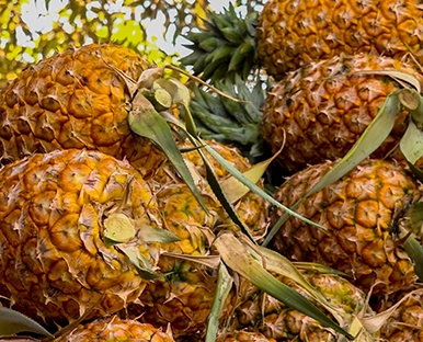 Des pratiques agricoles responsables